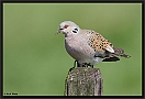 Zomertortel, European Turtle Dove, Streptopelia turtur Location: Ommen, the Netherlands zomertortel MG 2632 kopie